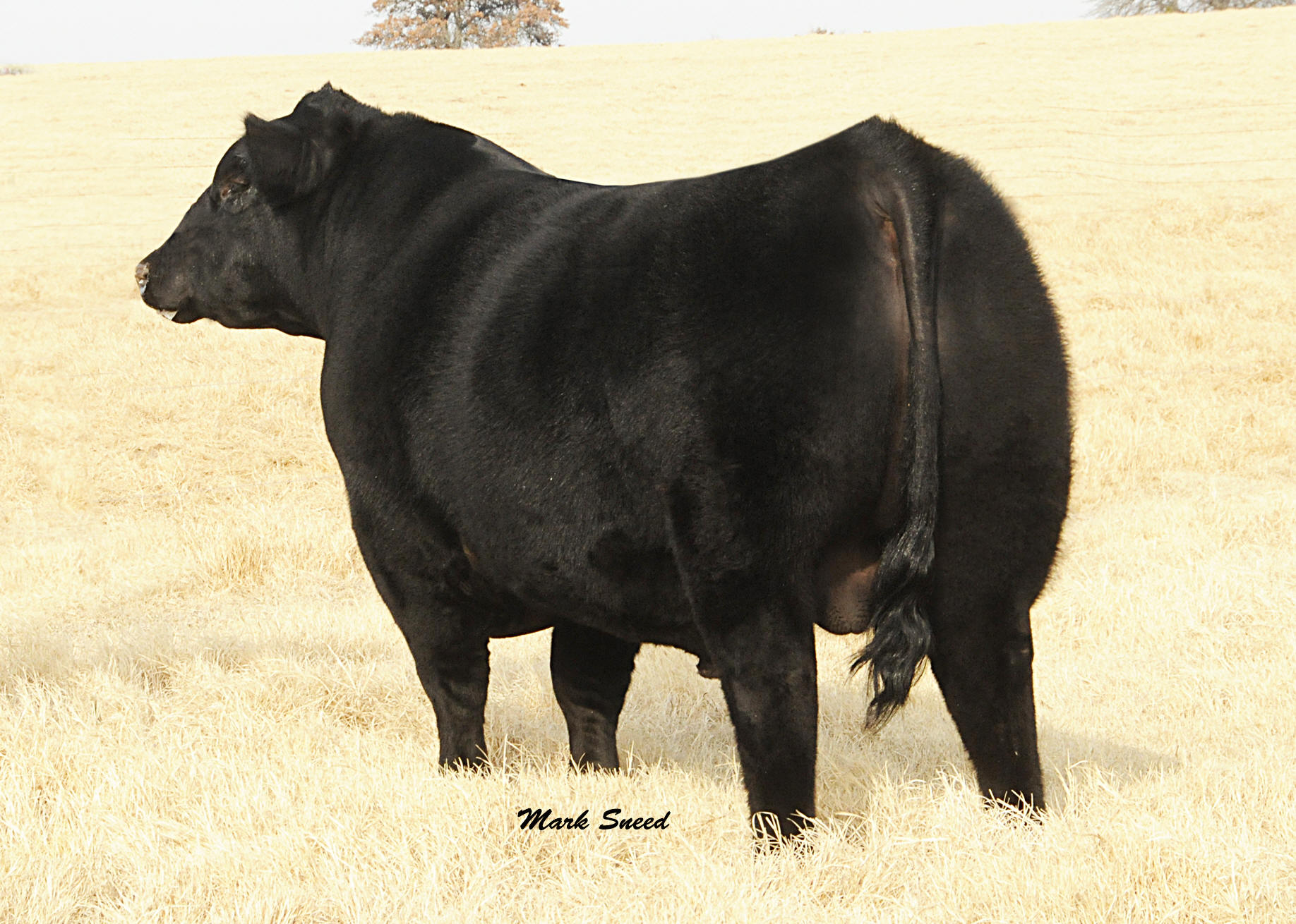 Doug Satree Angus Sires
